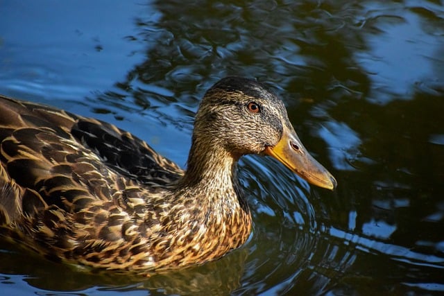 Når du sidder fast: Ekspertråd til at komme videre i krydsord
